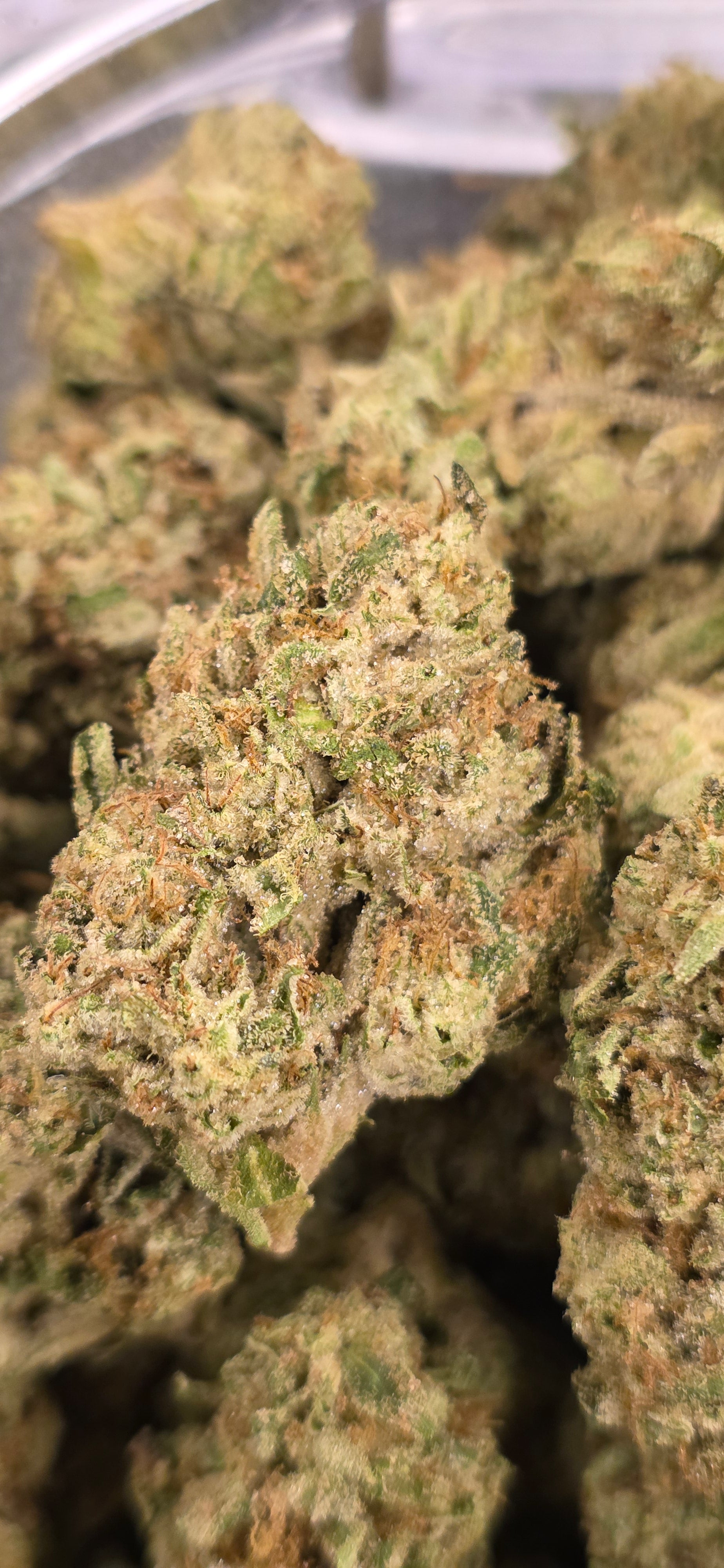 💲Budget Strains 💲