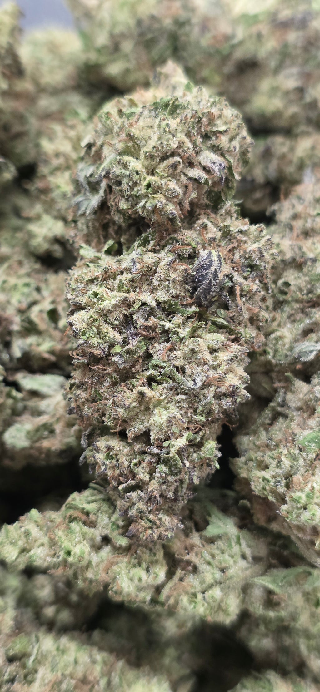 💲Budget Strains 💲