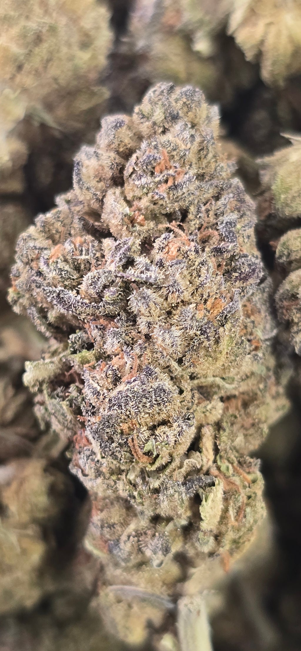 💲Budget Strains 💲