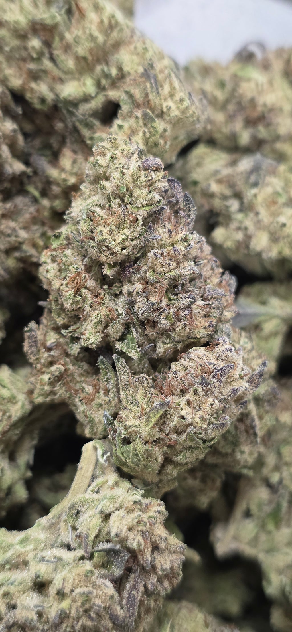 💲Budget Strains 💲