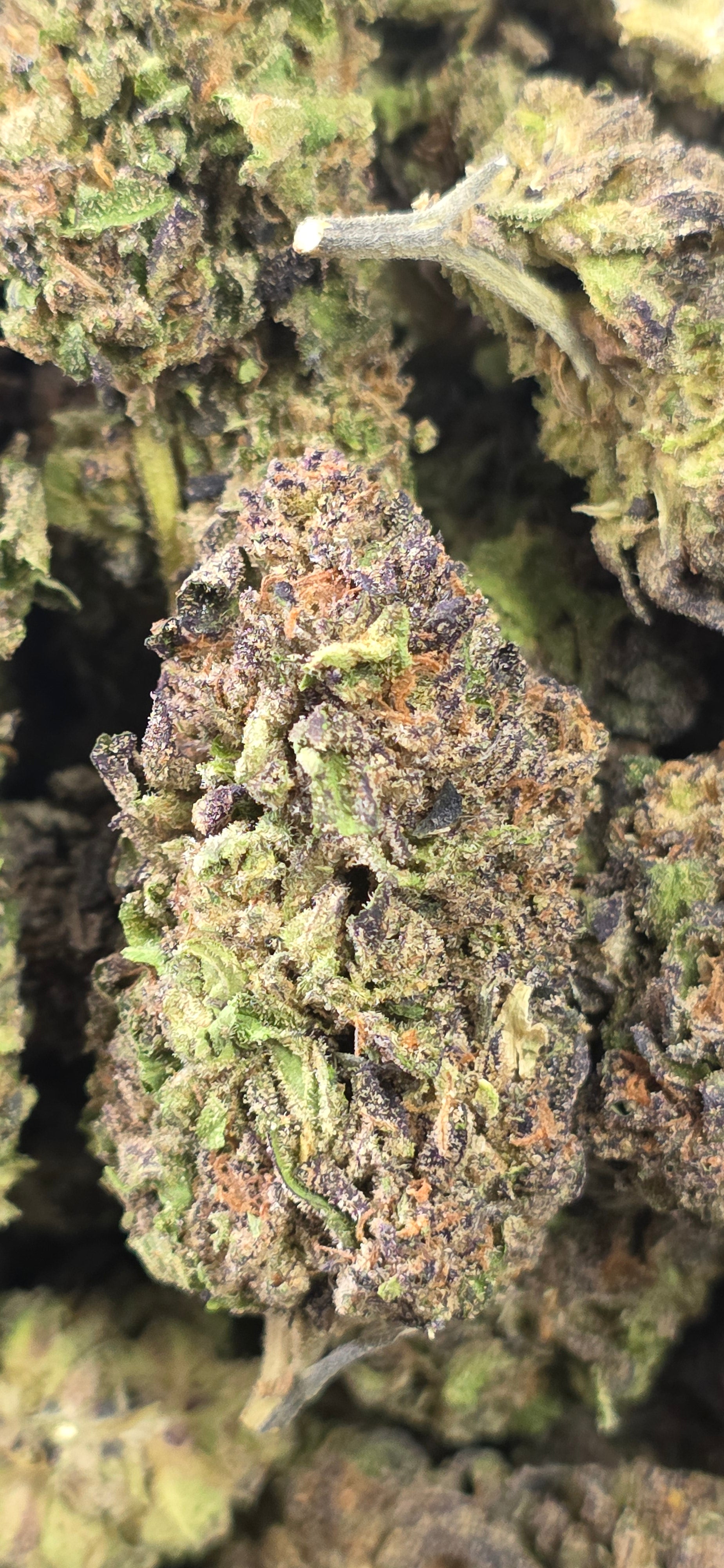 💲Budget Strains 💲