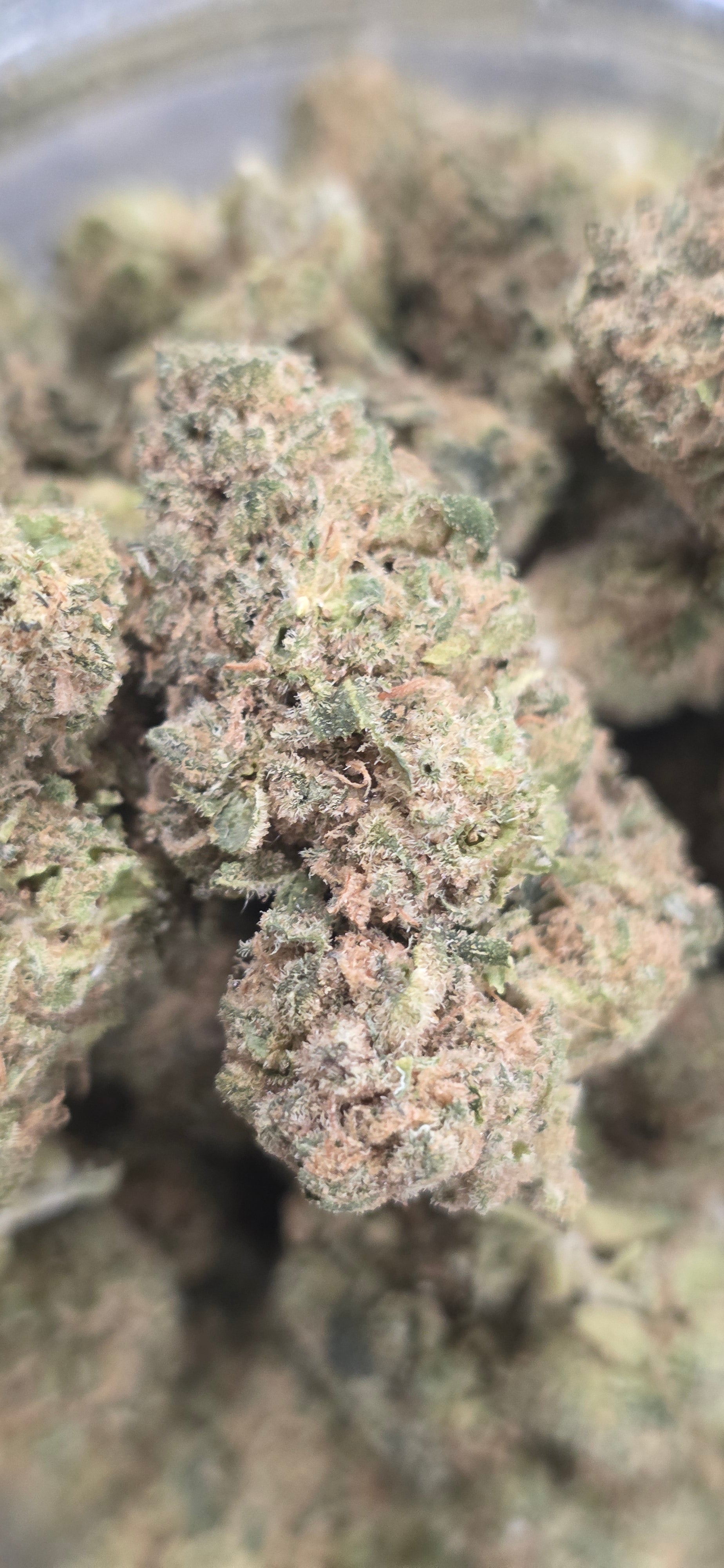 AAA+ Indoor THC-A Flower  ( Sativa )