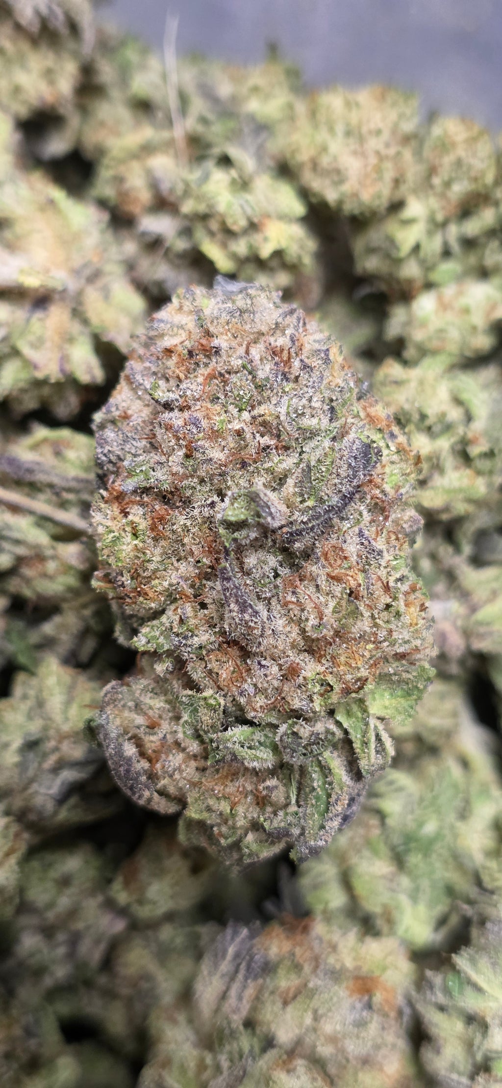 💲Budget Strains 💲