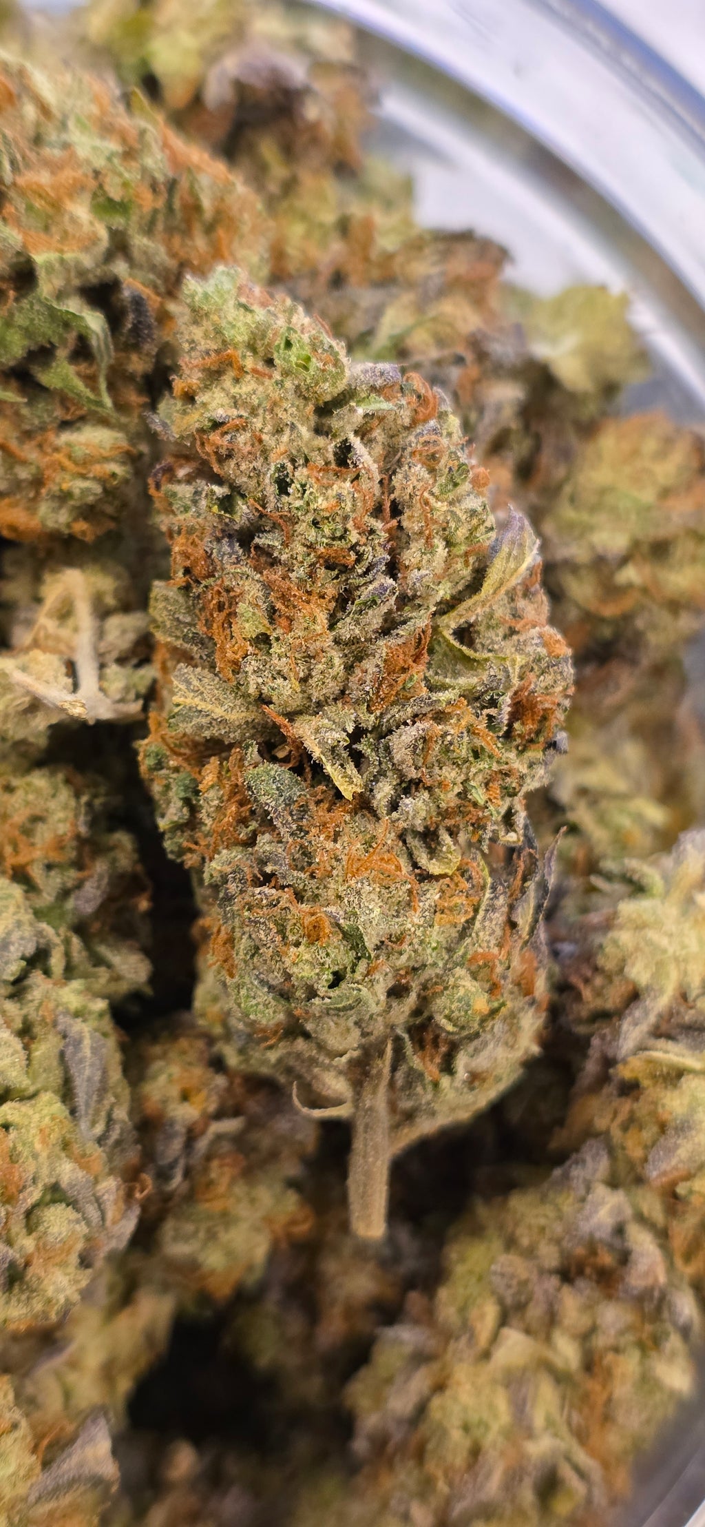 💲Budget Strains 💲