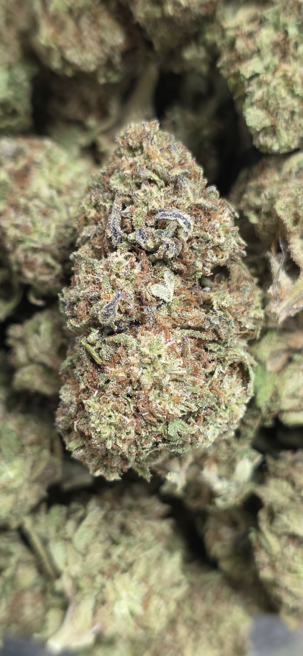 💲Budget Strains 💲