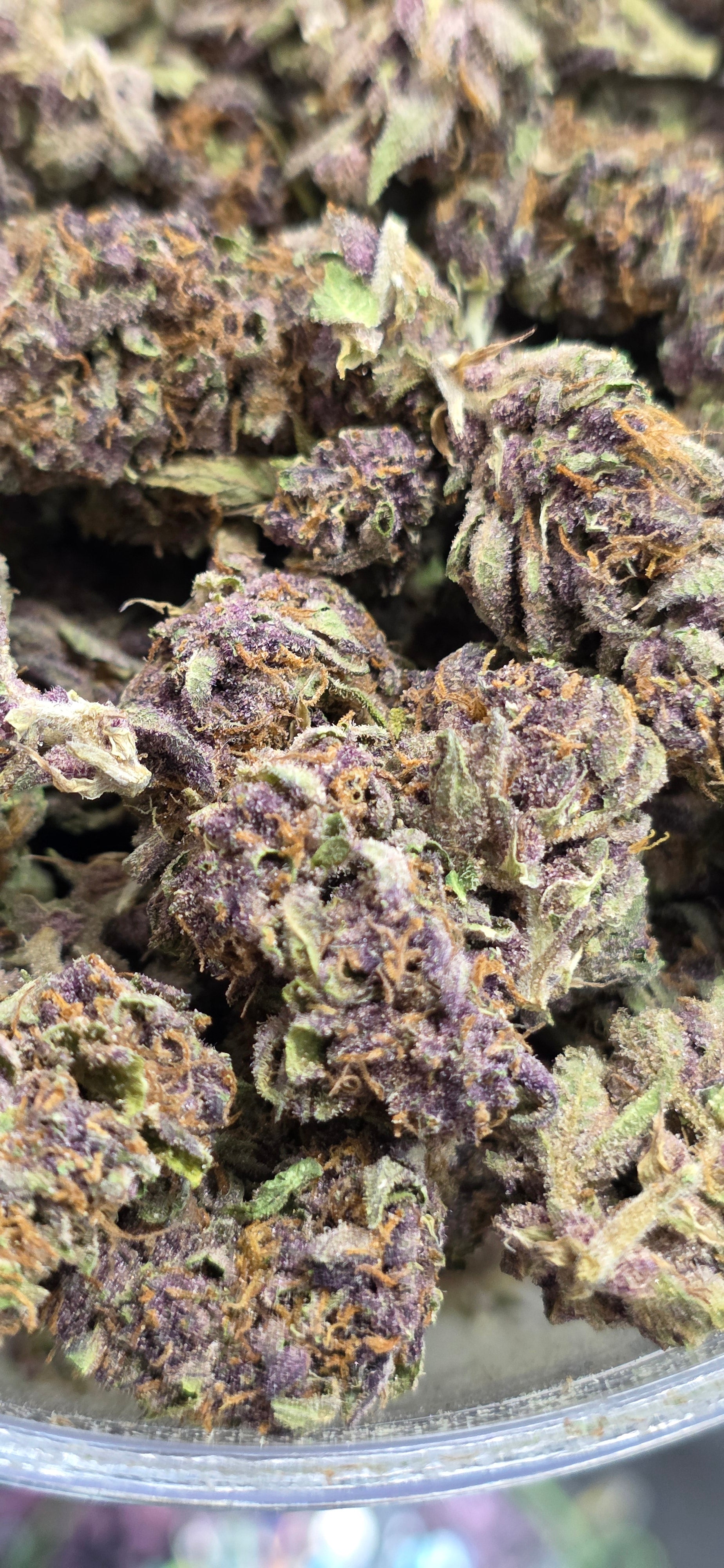 💲Budget Strains 💲