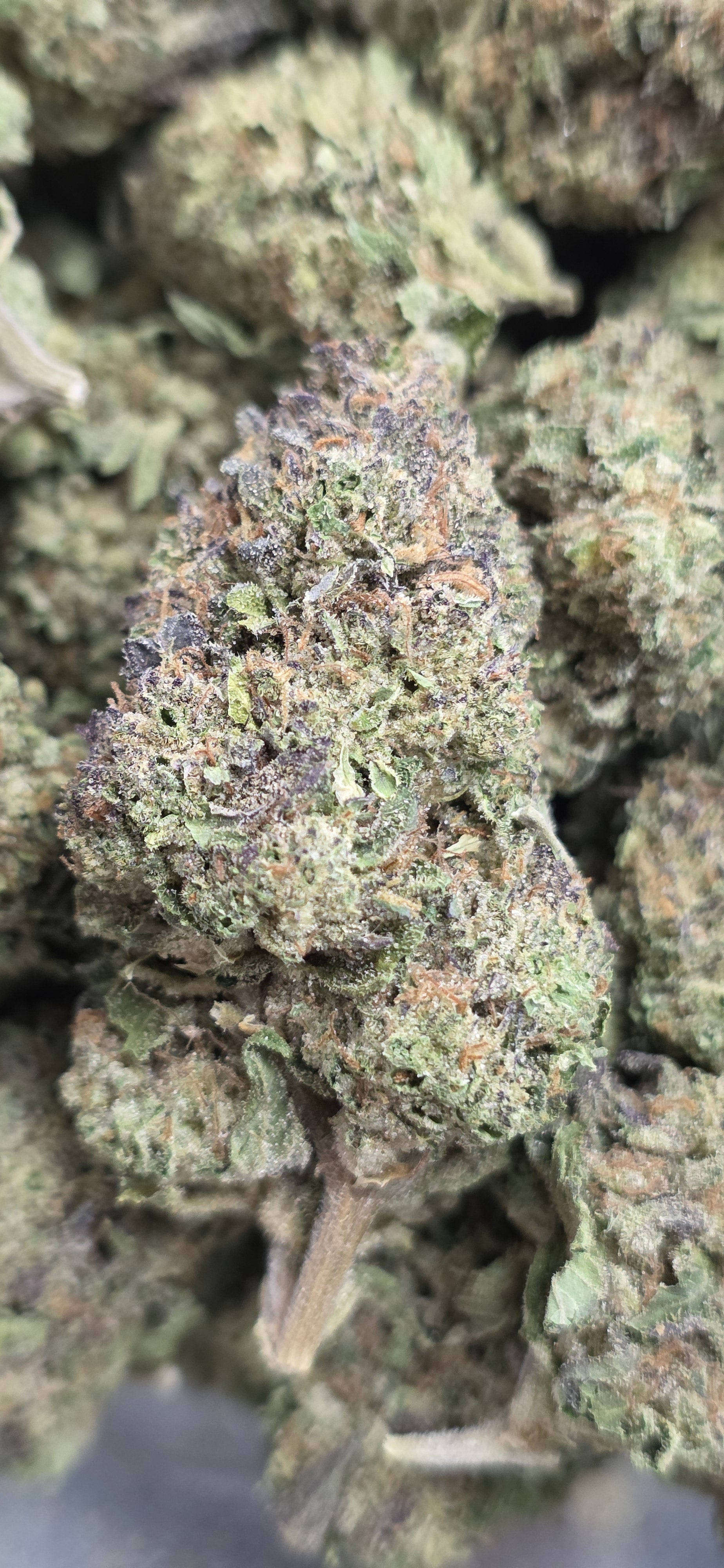 💲Budget Strains 💲