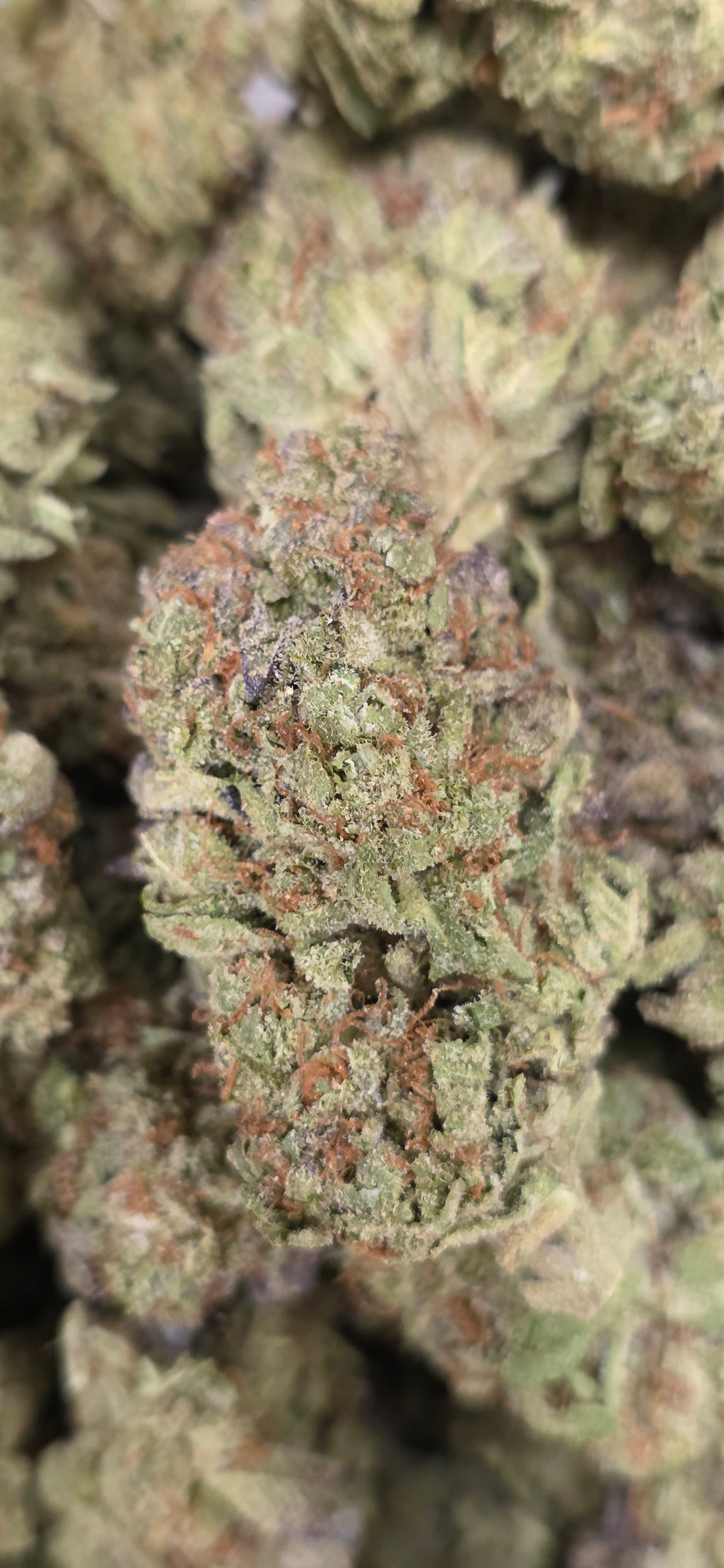 💲Budget Strains 💲