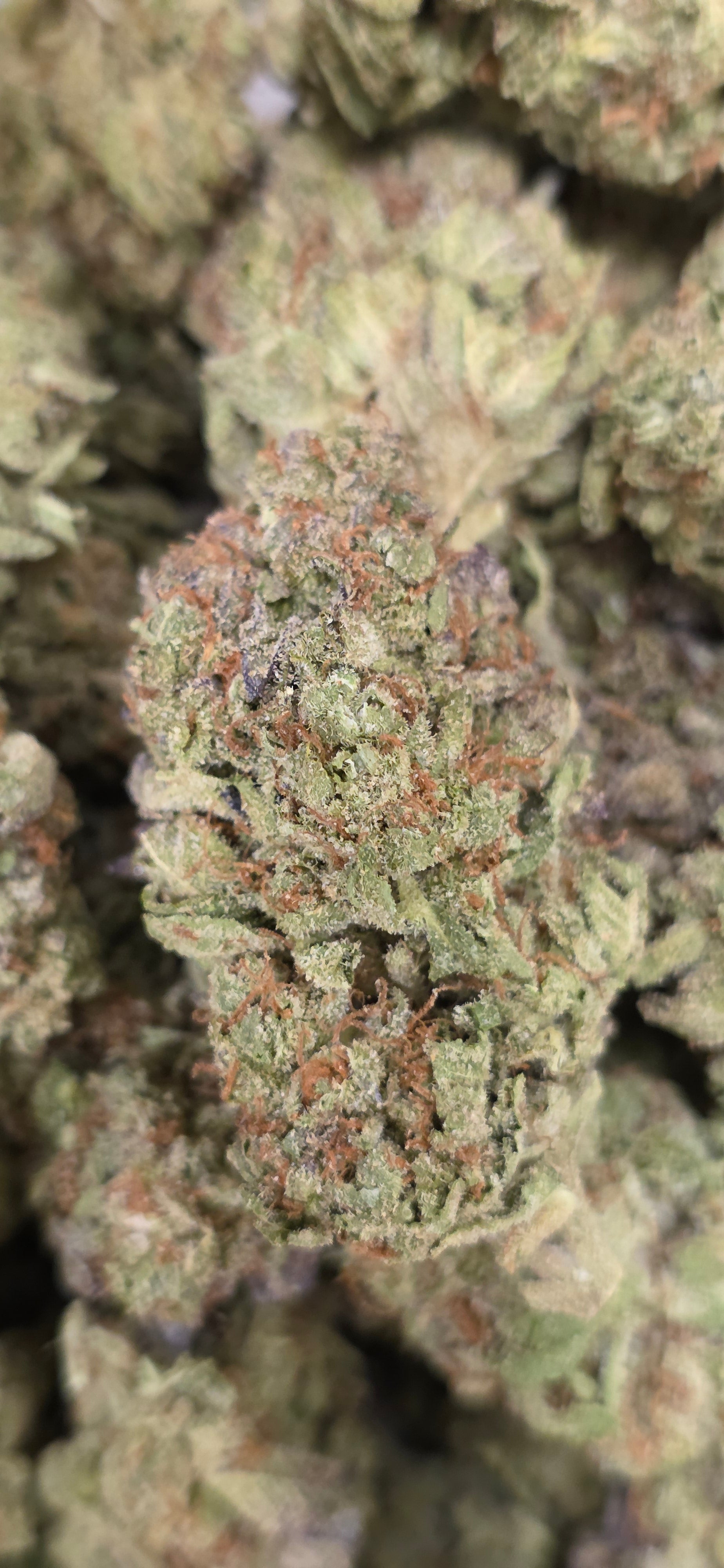 💲Budget Strains 💲