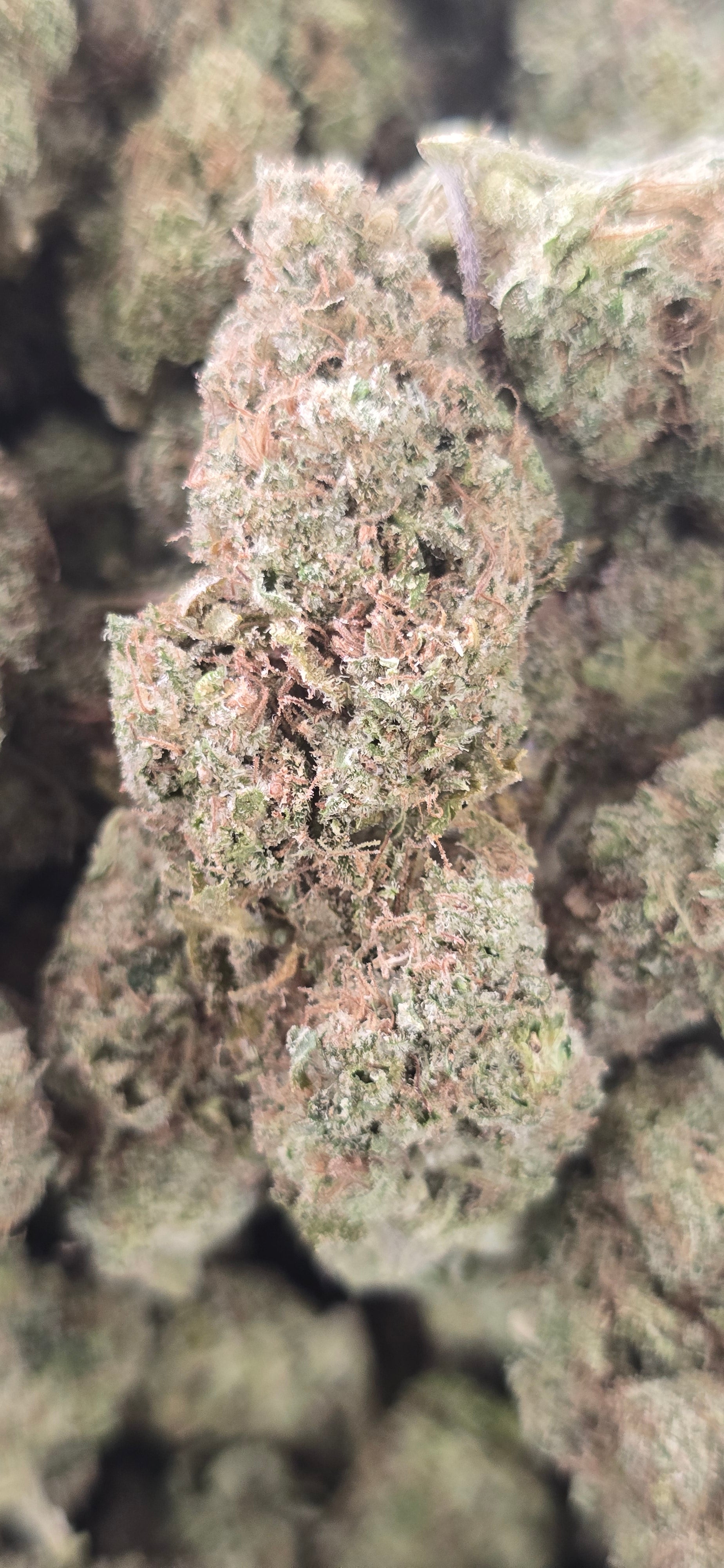 💚 Top Tier Strains 💚