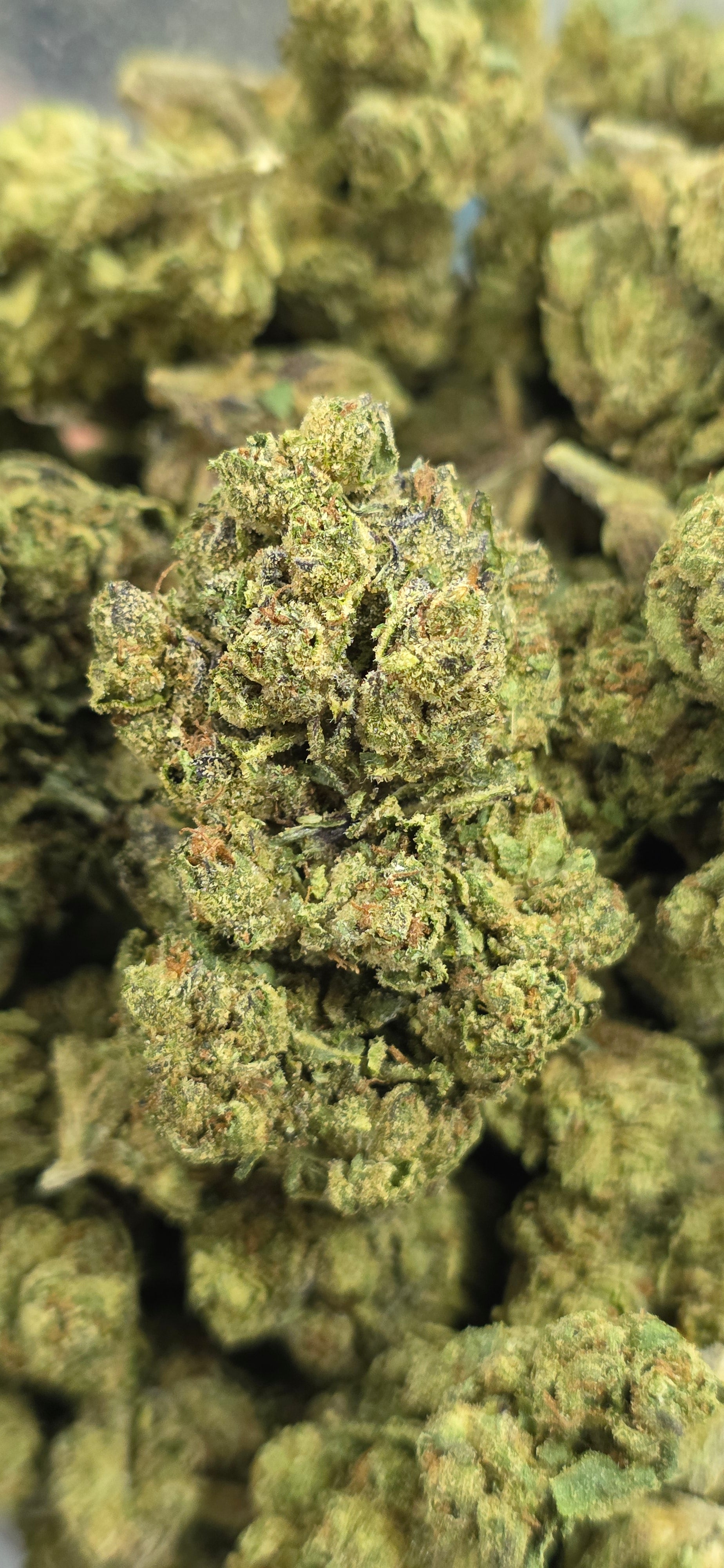 💲Budget Strains 💲