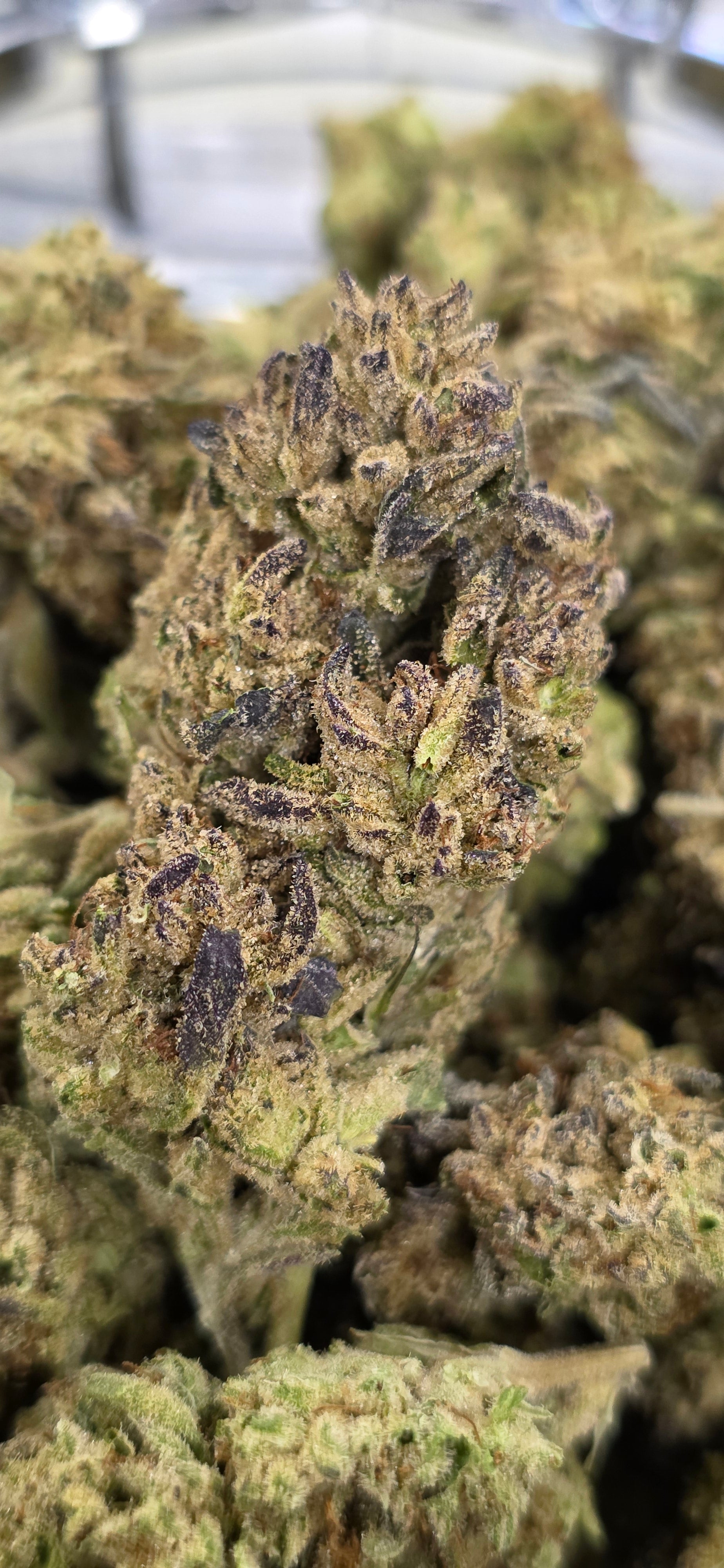 💲Budget Strains 💲
