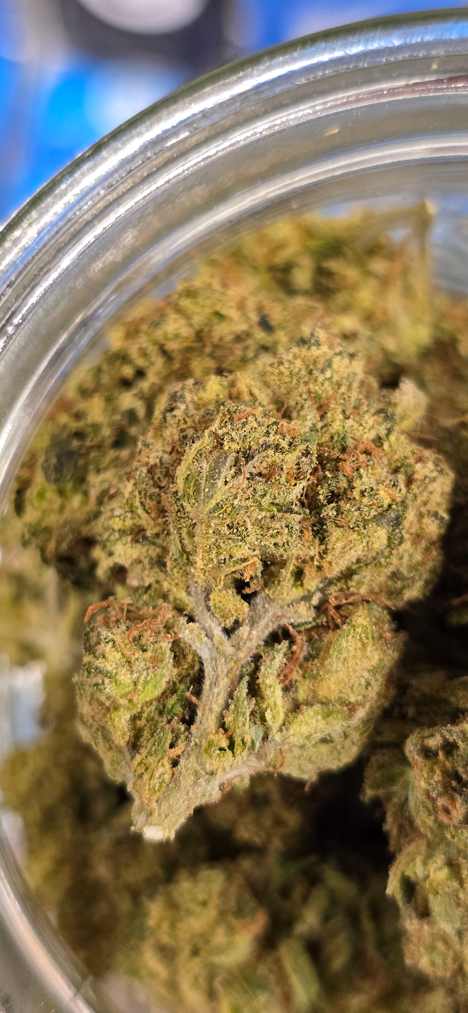 AAA+ Indoor THC-A Flower  ( Hybrid )