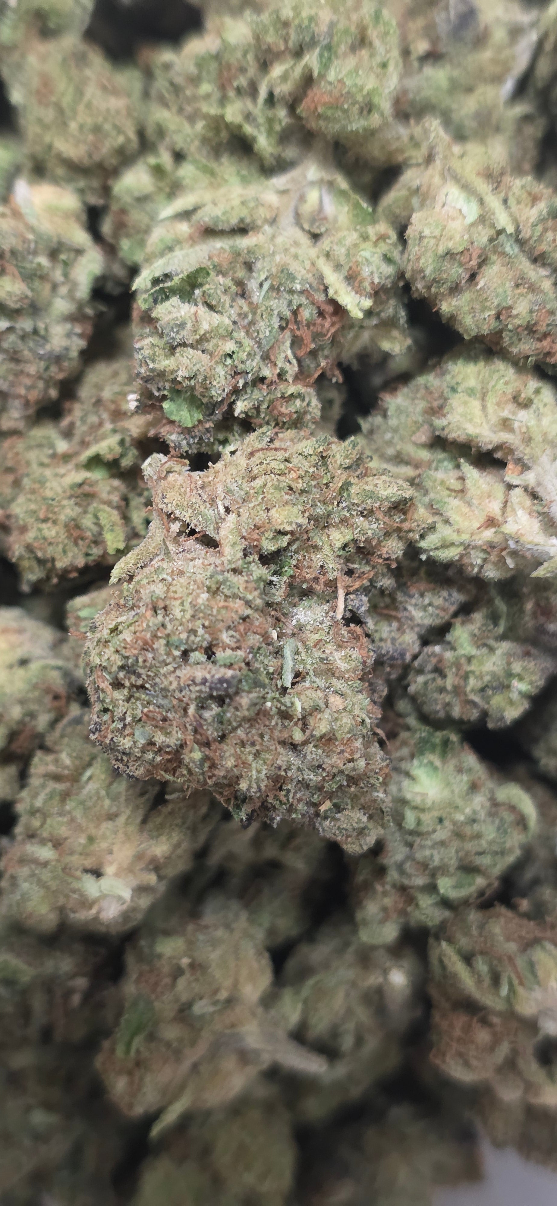 💲Budget Strains 💲