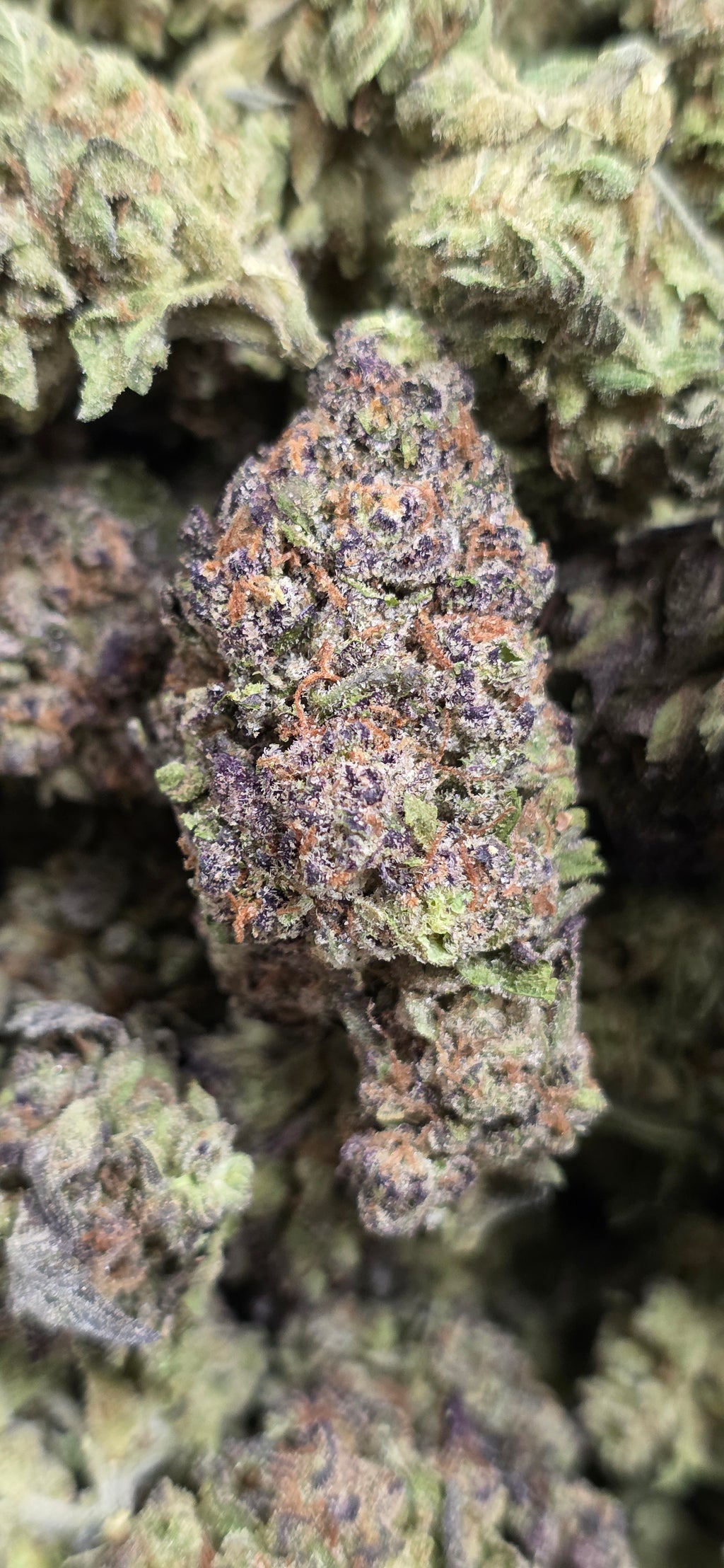 💲Budget Strains 💲