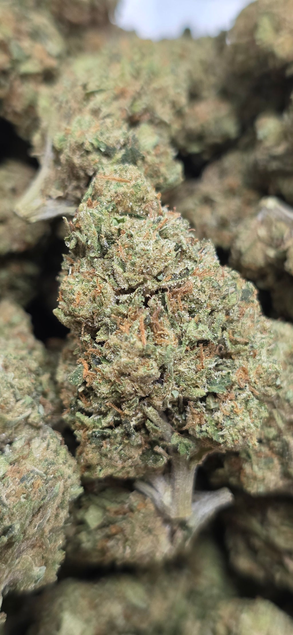💲Budget Strains 💲