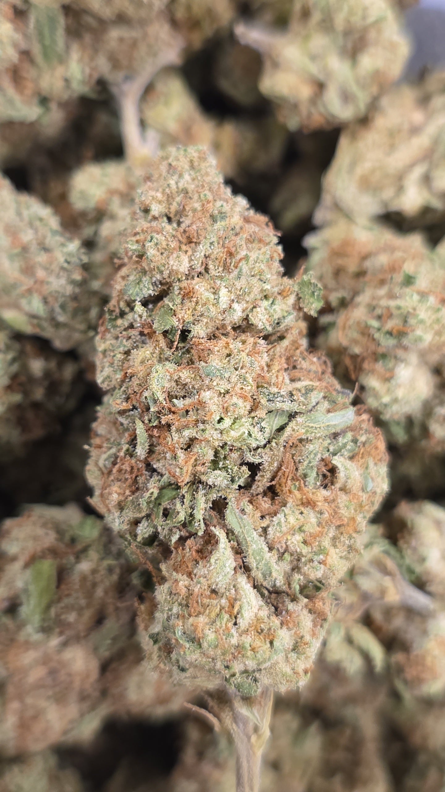 💲Budget Strains 💲