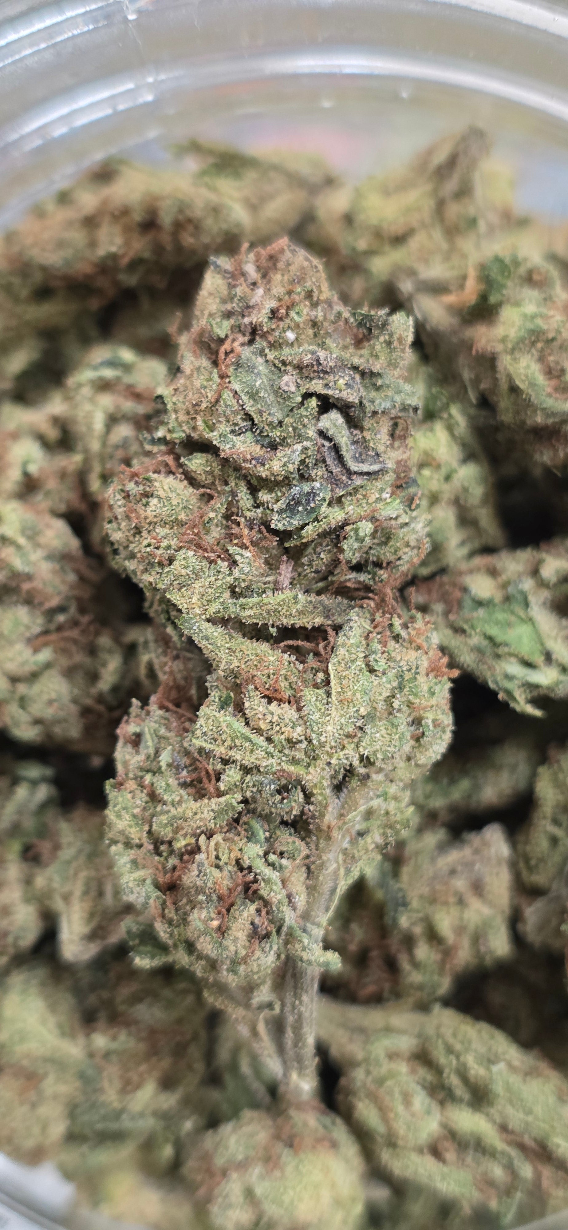 AAA+ Indoor THC-A Flower  ( Indica )