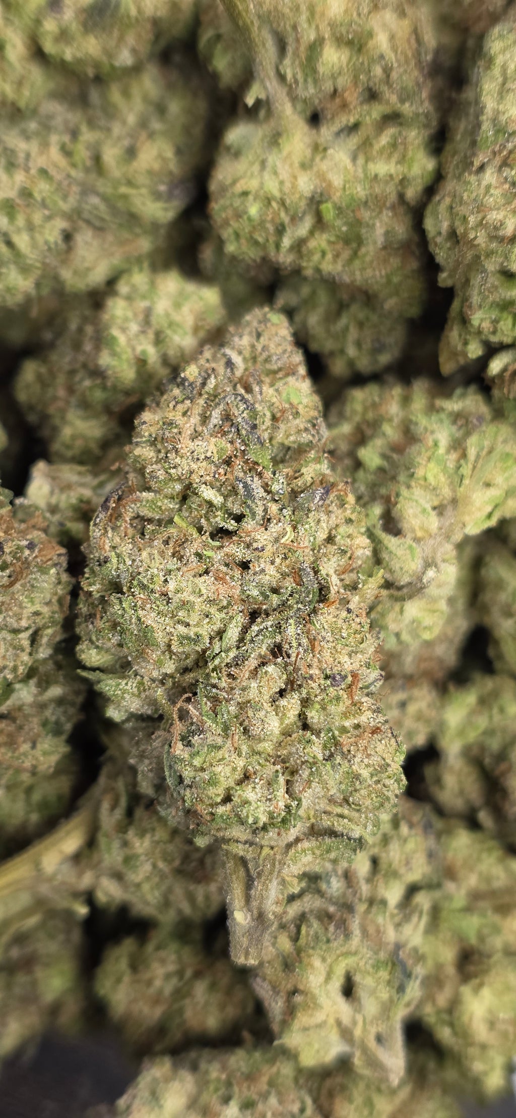 💲Budget Strains 💲