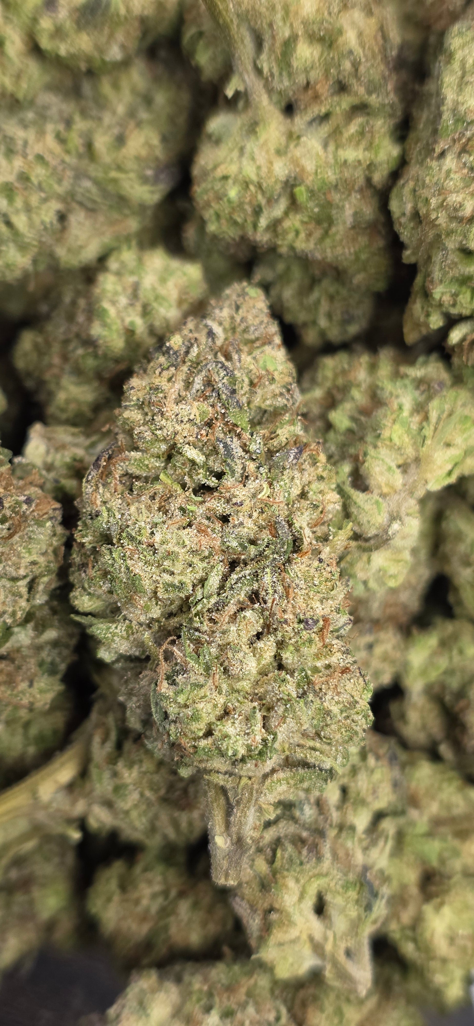 💲Budget Strains 💲