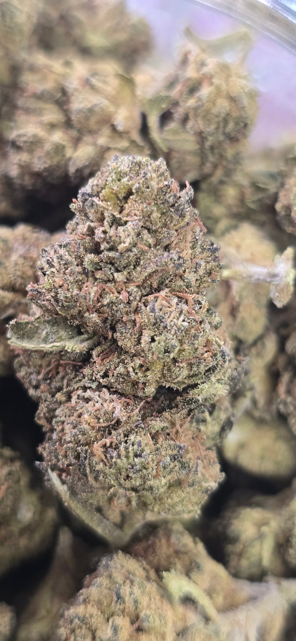 💲Budget Strains 💲