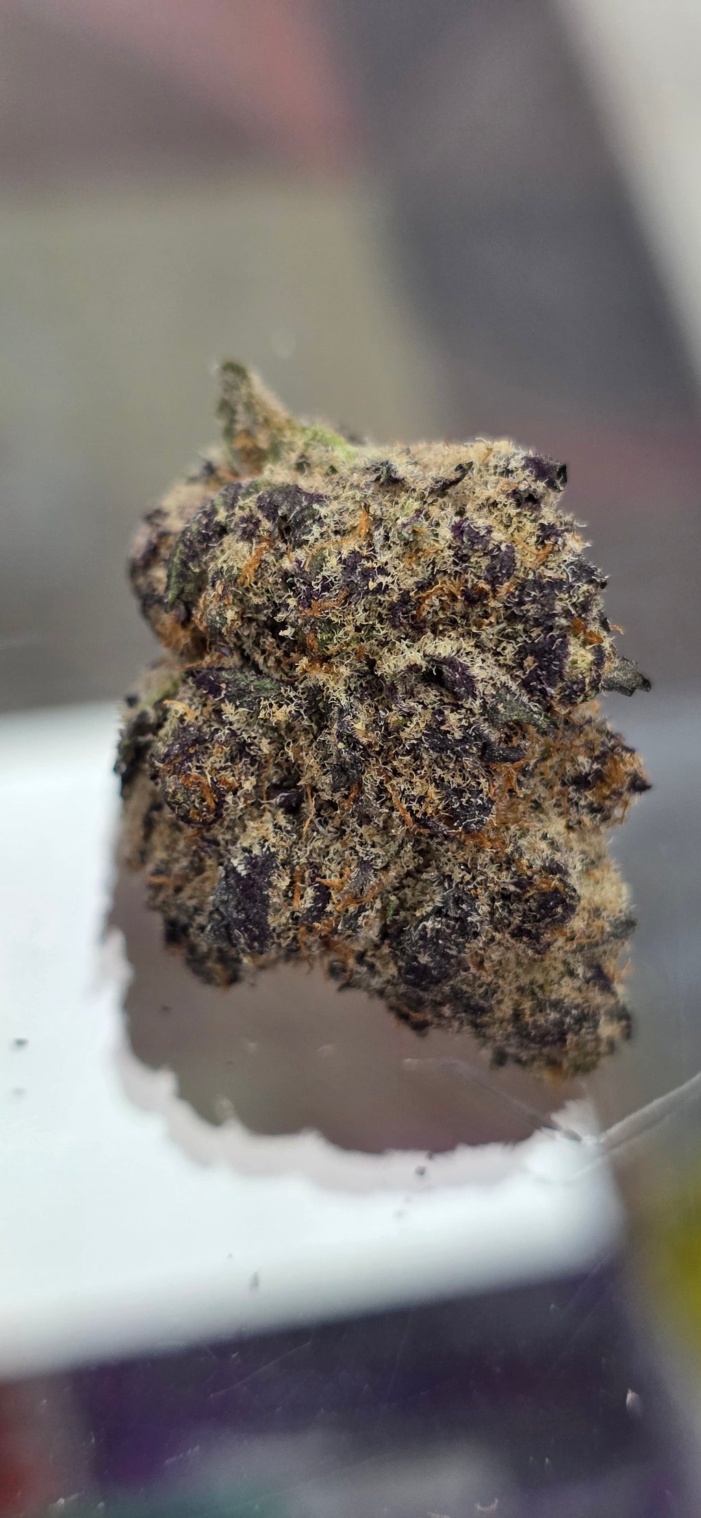 Space Guava - Exclusive