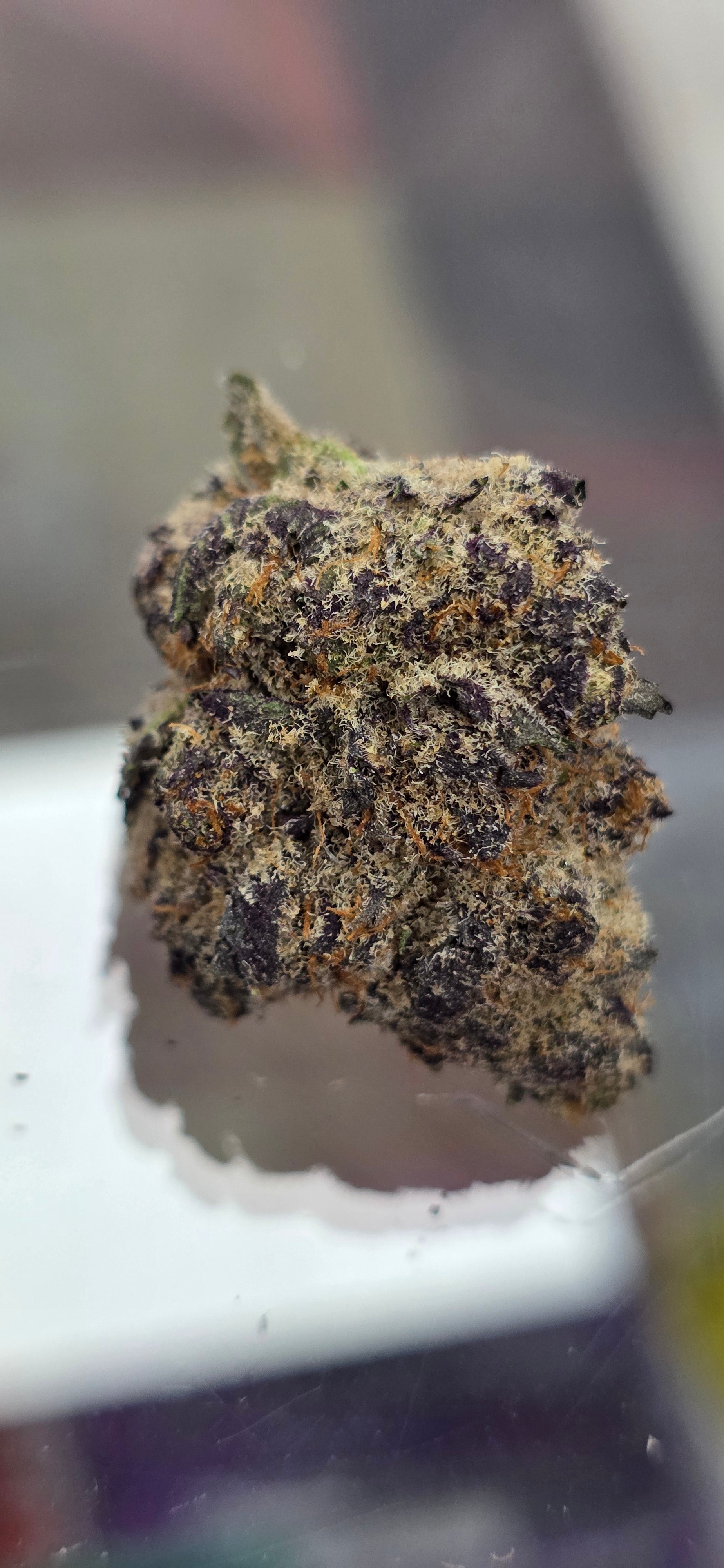 Space Guava - Exclusive