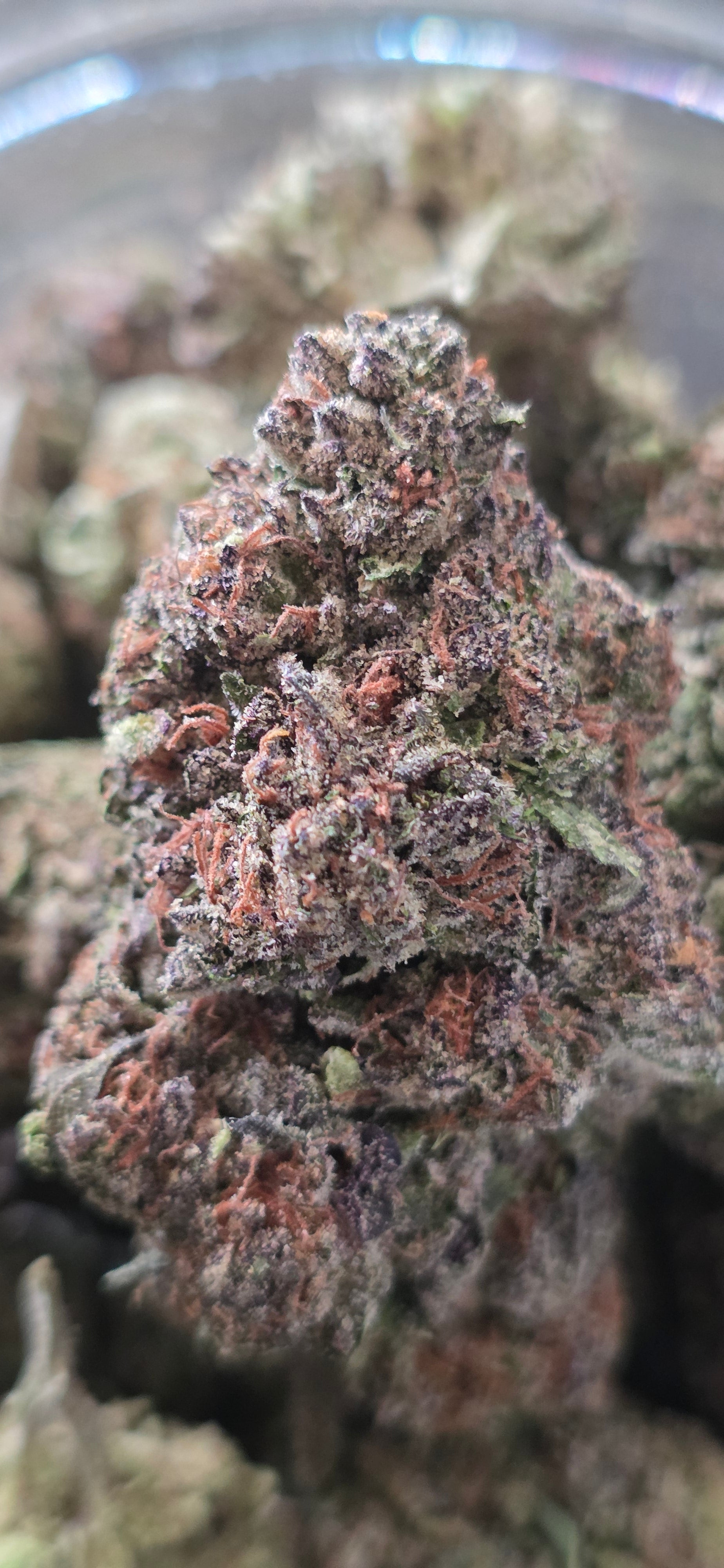 AAA+ Indoor THC-A Flower  ( Indica )
