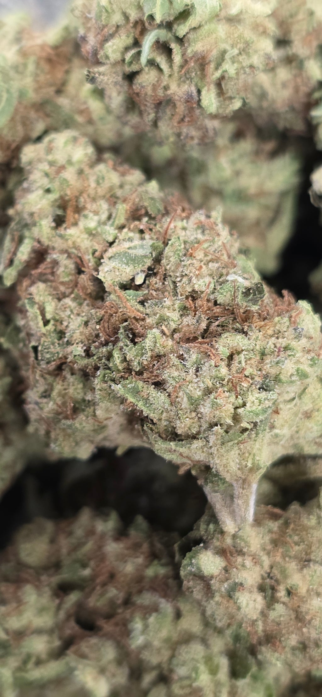 💲Budget Strains 💲