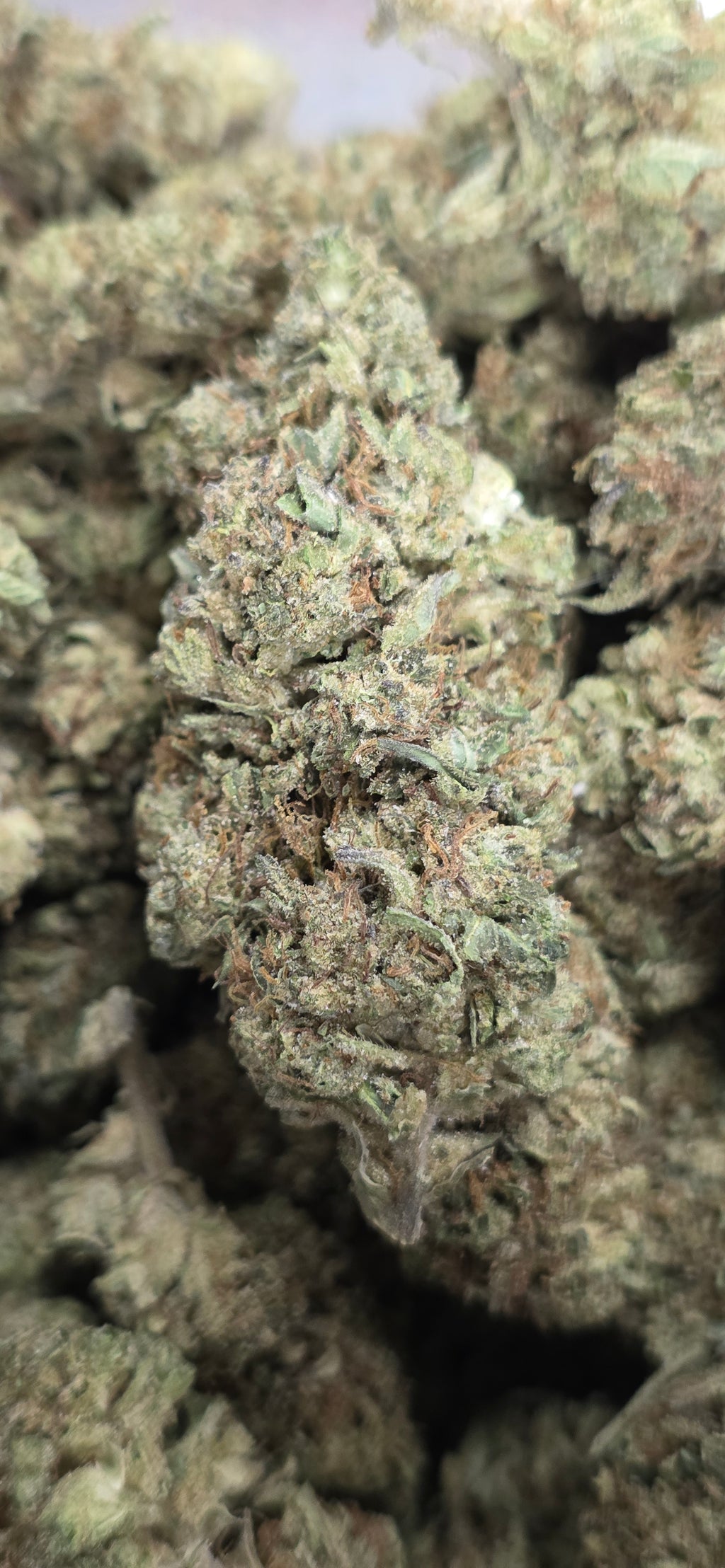 💲Budget Strains 💲