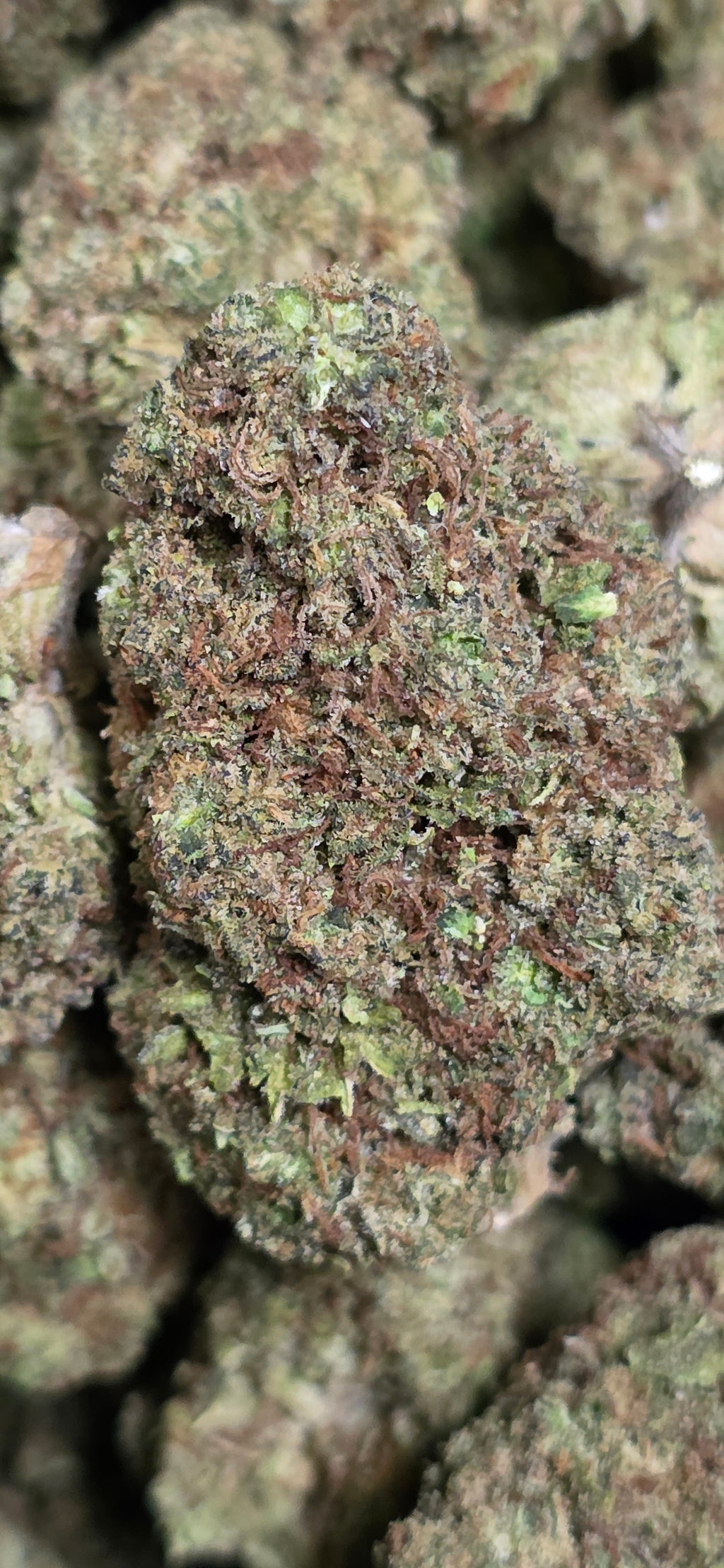 💲Budget Strains 💲