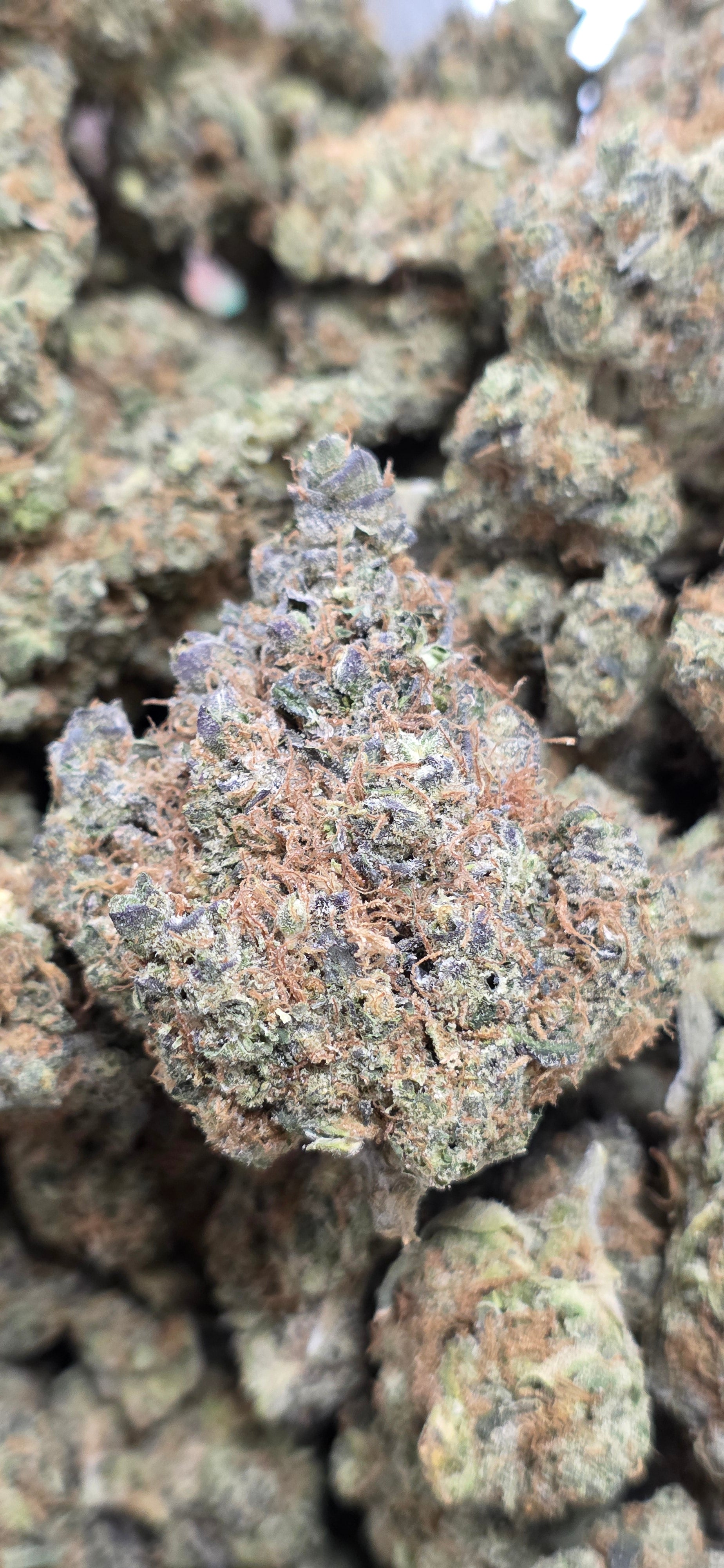 AAA+ Indoor THC-A Flower  ( Hybrid )