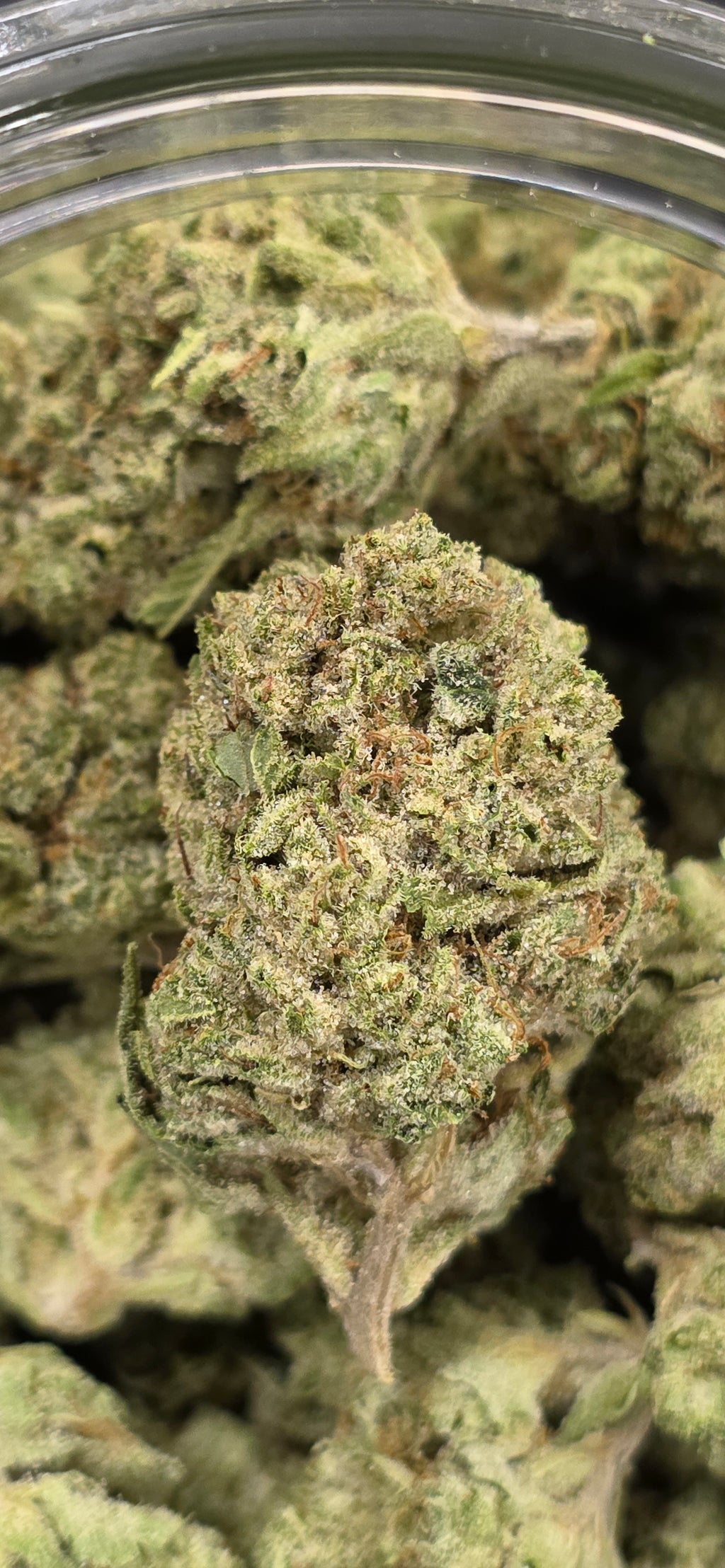 AAA+ Indoor THC-A Flower  ( Hybrid )